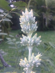 Kalanchoe luciae