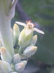 Kalanchoe luciae