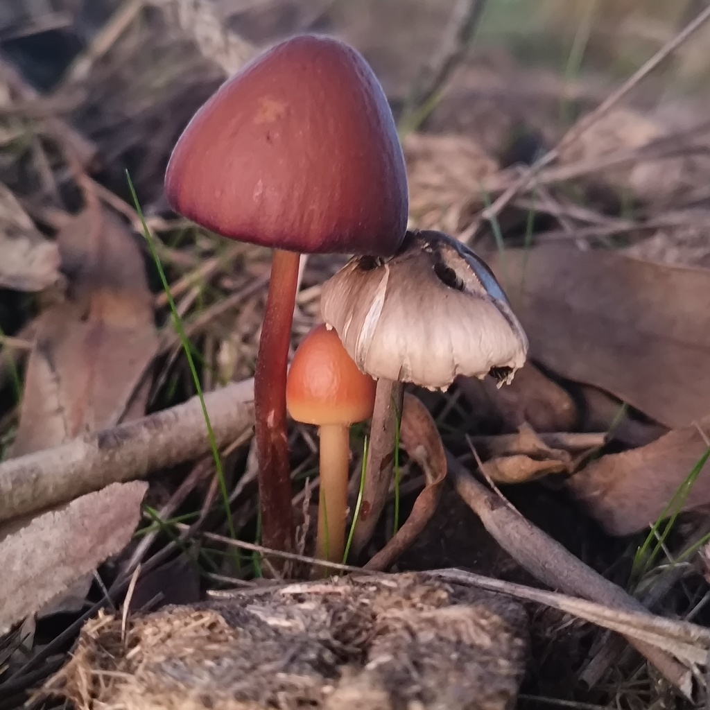Conocybe pubescens · July 2025 · photo: © zedt (iNaturalist, cc-by)