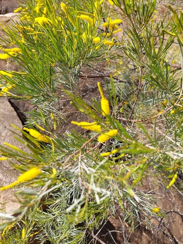 Acacia minniritchi