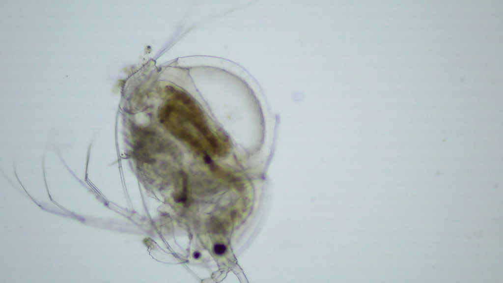 Drepanothrix dentata