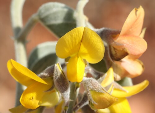 Crotalaria novae-hollandiae