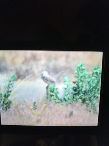 View observation of {o.common_name} on iNaturalist