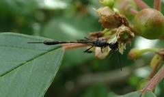 Gasteruption assectator