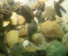 Myoxocephalus aenaeus