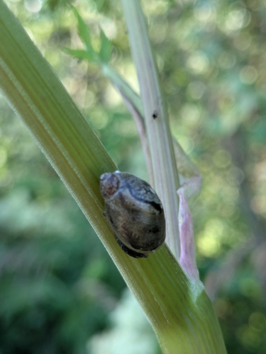 Succinea putris