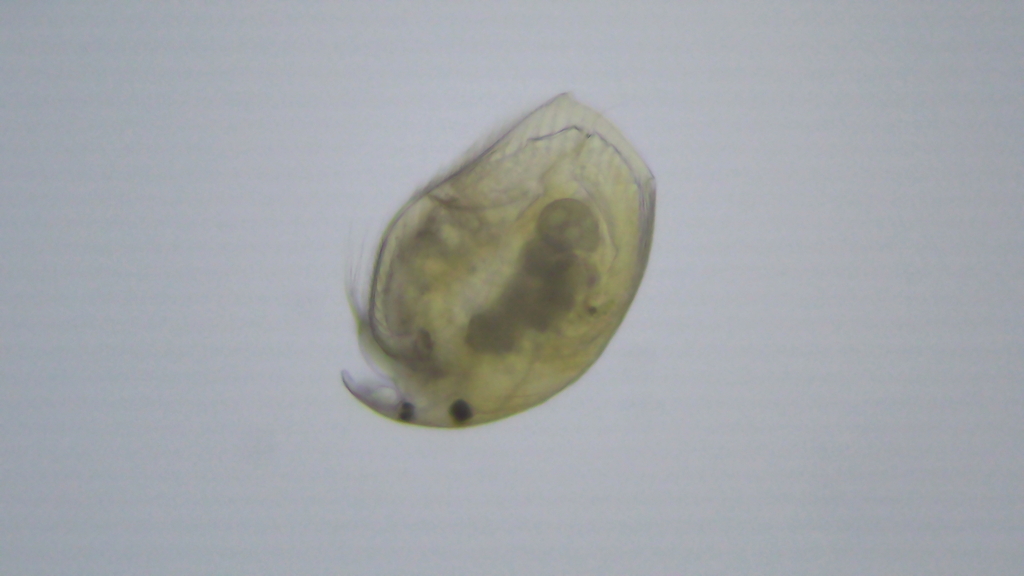 Alonella excisa