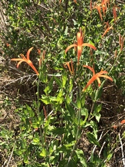 Anisacanthus quadrifidus wrightii