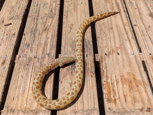 Erabu snake eel (Ophichthus erabo) — Ophichthidae — 2
