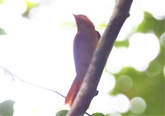 Rhytipterna holerythra