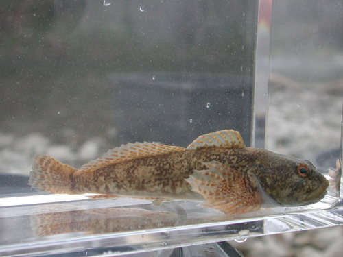 European Bullhead, photo 2 of 10