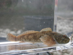 Cottus gobio