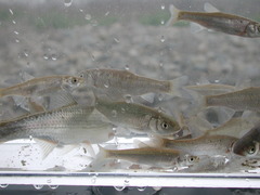 Squalius squalus