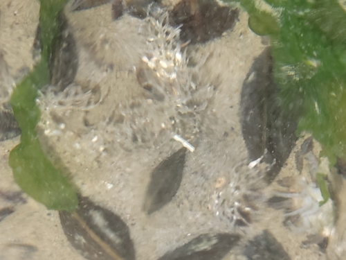 Sand Mason Worm, Den Helder, Nederland, photo 5 of 10