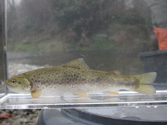 Salmo marmoratus