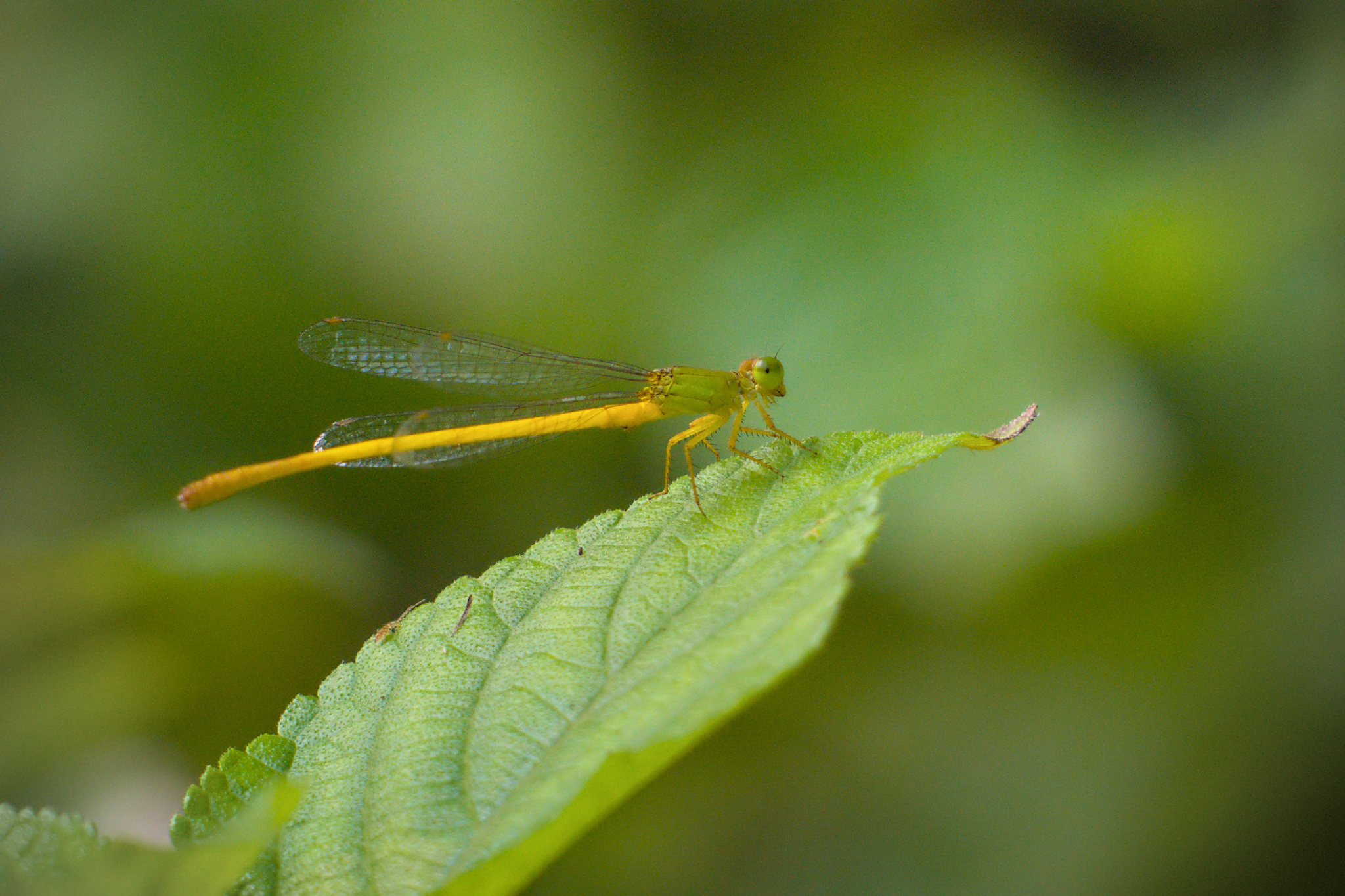 Coromandel Marsh Dart