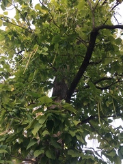 Catalpa