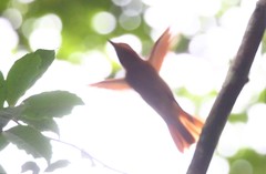 Rhytipterna holerythra