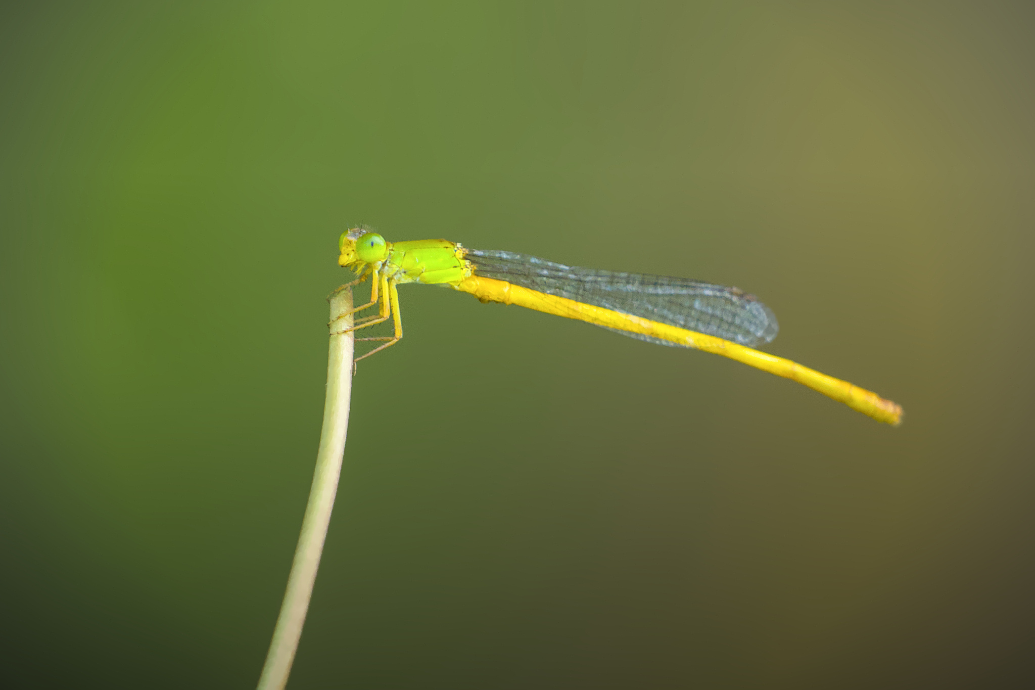 Coromandel Marsh Dart