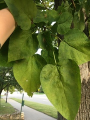 Catalpa