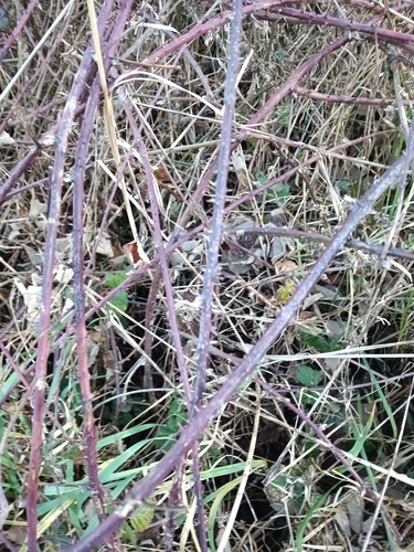 Round-leaved Corylifolian (Rubus conjungens)