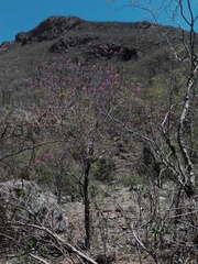 Handroanthus impetiginosus