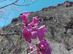 Handroanthus impetiginosus