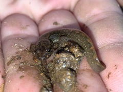 Desmognathus kanawha