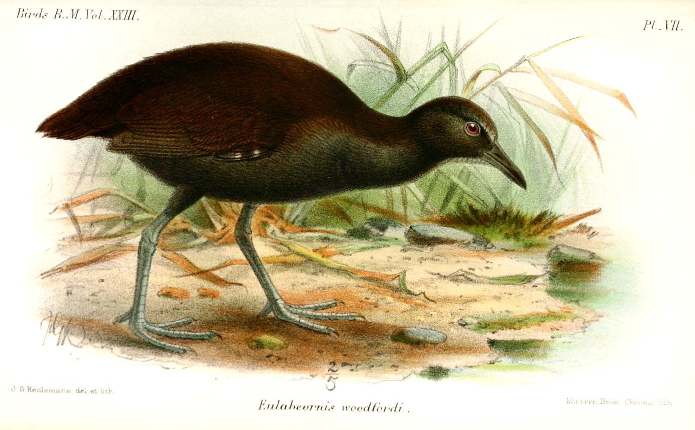 Woodford's Rail illustration