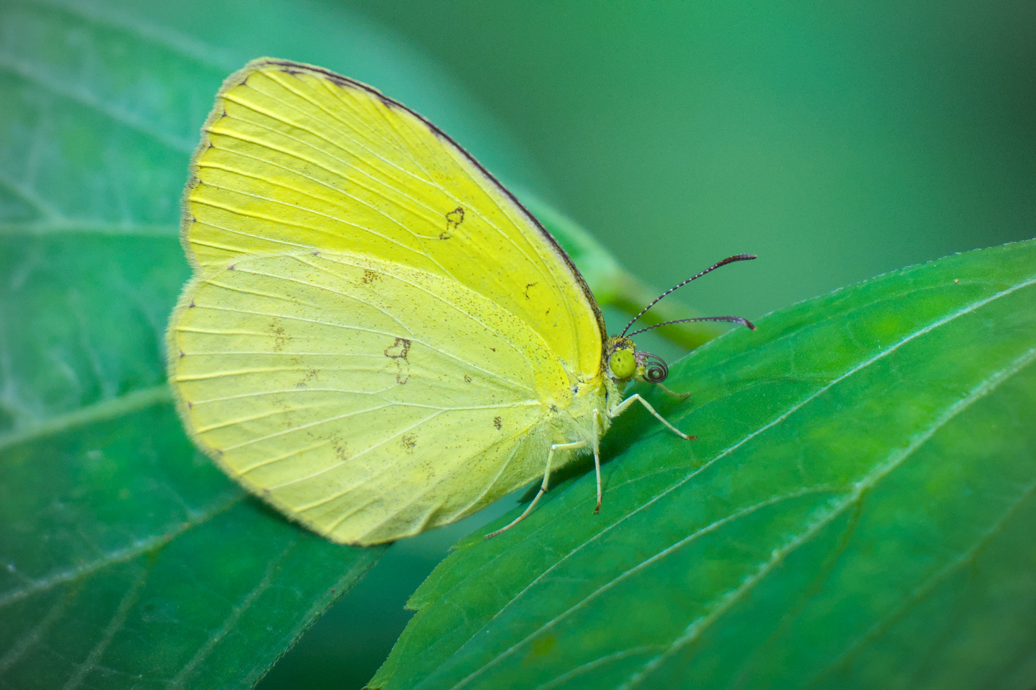 Common Grass Yellow
