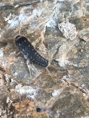 Ctenolepisma ciliatum
