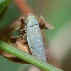Graminella nigrifrons