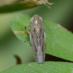 Graminella nigrifrons