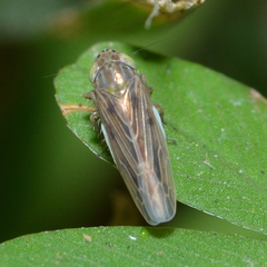 Graminella nigrifrons