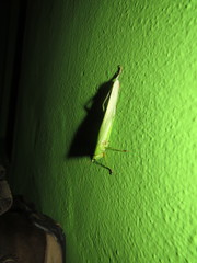 Neoconocephalus kraussi