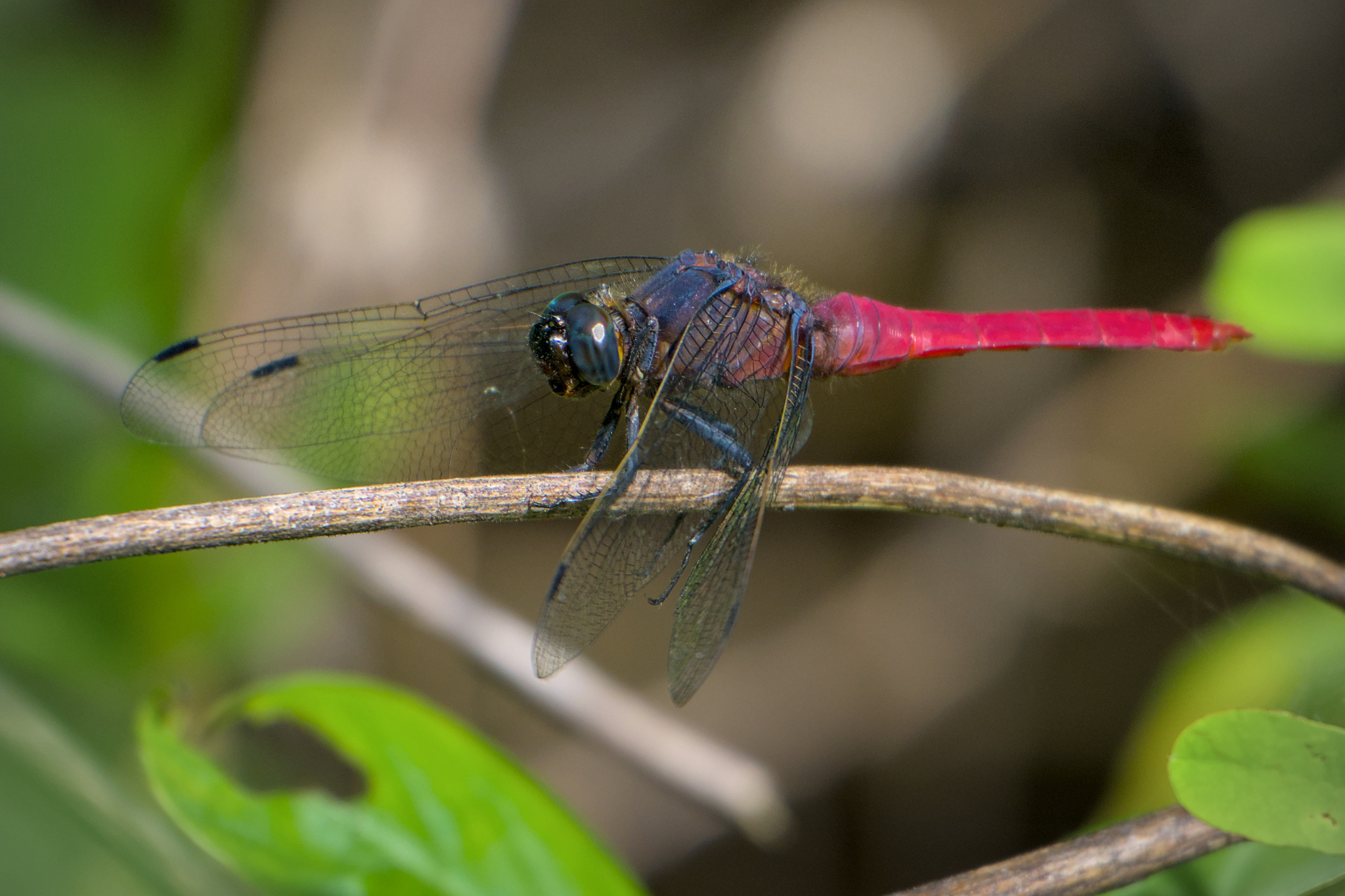 Crimson-Tailed Marsh Hawk