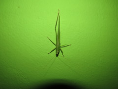 Neoconocephalus kraussi