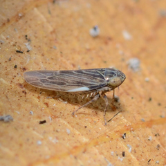 Graminella nigrifrons