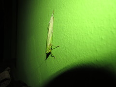 Neoconocephalus kraussi
