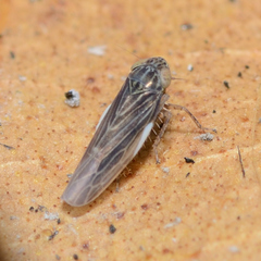 Graminella nigrifrons