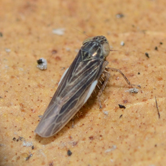 Graminella nigrifrons
