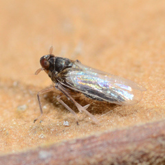 Pissonotus