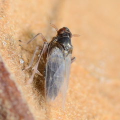 Pissonotus