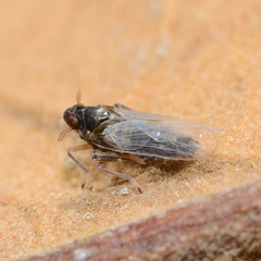 Pissonotus