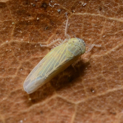 Graminella nigrifrons