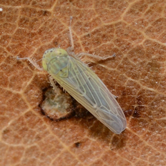 Graminella nigrifrons