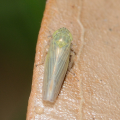 Graminella nigrifrons