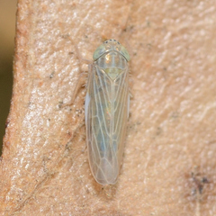 Graminella nigrifrons