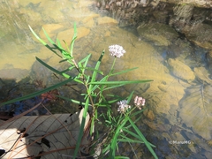 Asclepias angustifolia