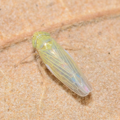 Graminella nigrifrons